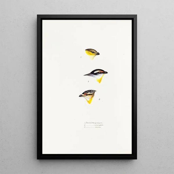 An overview of the birds of Australia and adjacent islands Pl62 - Elizabeth Gould — framed artwork on a wall