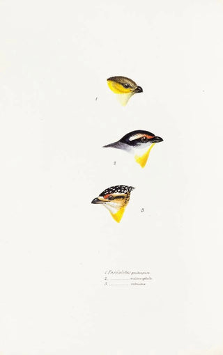 An overview of the birds of Australia and adjacent islands Pl62 - Elizabeth Gould — artwork view