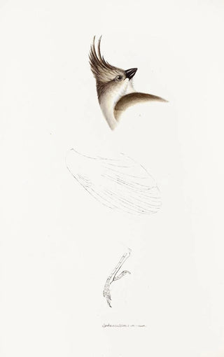 An overview of the birds of Australia and adjacent islands Pl63 - Elizabeth Gould — artwork view