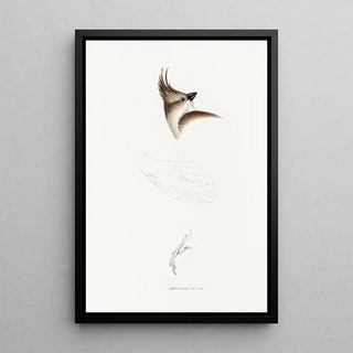 An overview of the birds of Australia and adjacent islands Pl63 - Elizabeth Gould — framed artwork on a wall