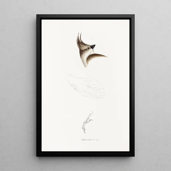 An overview of the birds of Australia and adjacent islands Pl63 - Elizabeth Gould — framed artwork on a wall