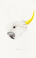 An overview of the birds of Australia and adjacent islands Pl64 - Elizabeth Gould — artwork view