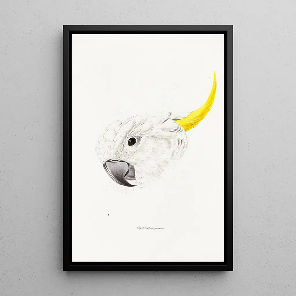 An overview of the birds of Australia and adjacent islands Pl64 - Elizabeth Gould — framed artwork on a wall