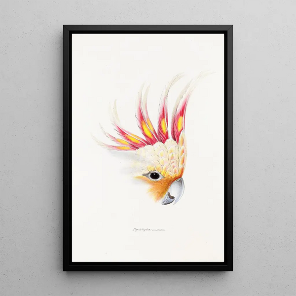 An overview of the birds of Australia and adjacent islands Pl65 - Elizabeth Gould — framed artwork on a wall