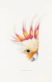 An overview of the birds of Australia and adjacent islands Pl65 - Elizabeth Gould — artwork view