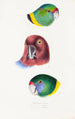 An overview of the birds of Australia and adjacent islands Pl66 - Elizabeth Gould — artwork view