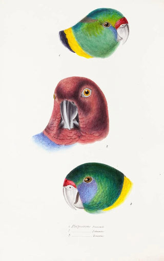An overview of the birds of Australia and adjacent islands Pl66 - Elizabeth Gould — artwork view