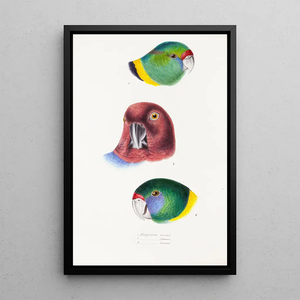 An overview of the birds of Australia and adjacent islands Pl66 - Elizabeth Gould — framed artwork on a wall