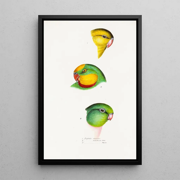 An overview of the birds of Australia and adjacent islands Pl67 - Elizabeth Gould — framed artwork on a wall