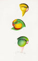 An overview of the birds of Australia and adjacent islands Pl67 - Elizabeth Gould — artwork view