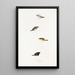 An overview of the birds of Australia and adjacent islands Pl68 - Elizabeth Gould — framed artwork on a wall