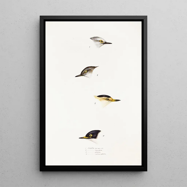 An overview of the birds of Australia and adjacent islands Pl68 - Elizabeth Gould — framed artwork on a wall