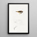 An overview of the birds of Australia and adjacent islands Pl69 - Elizabeth Gould — framed artwork on a wall