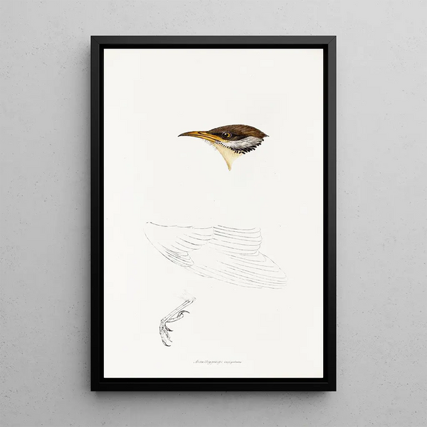 An overview of the birds of Australia and adjacent islands Pl69 - Elizabeth Gould — framed artwork on a wall