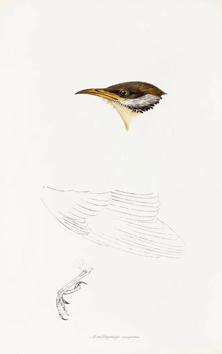 An overview of the birds of Australia and adjacent islands Pl69 - Elizabeth Gould — artwork view