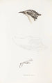 An overview of the birds of Australia and adjacent islands Pl70 - Elizabeth Gould — artwork view