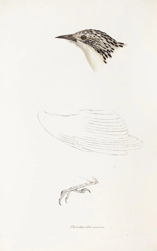 An overview of the birds of Australia and adjacent islands Pl70 - Elizabeth Gould — artwork view