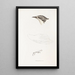 An overview of the birds of Australia and adjacent islands Pl70 - Elizabeth Gould — framed artwork on a wall
