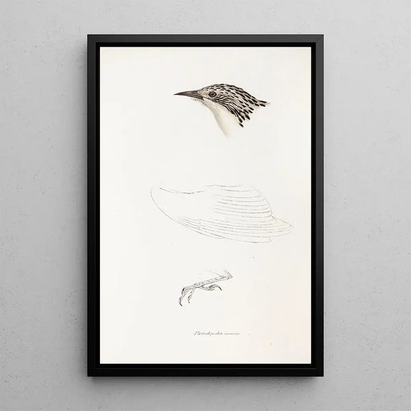 An overview of the birds of Australia and adjacent islands Pl70 - Elizabeth Gould — framed artwork on a wall