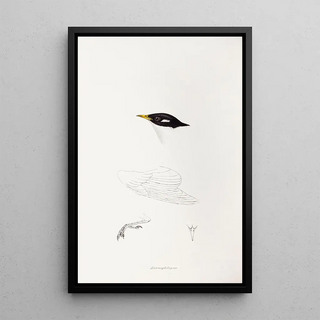 An overview of the birds of Australia and adjacent islands Pl71 - Elizabeth Gould — framed artwork on a wall