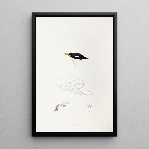 An overview of the birds of Australia and adjacent islands Pl71 - Elizabeth Gould — framed artwork on a wall