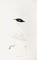 An overview of the birds of Australia and adjacent islands Pl71 - Elizabeth Gould — artwork view