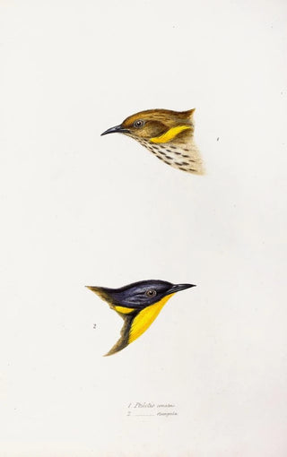 An overview of the birds of Australia and adjacent islands Pl72 - Elizabeth Gould — artwork view