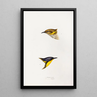 An overview of the birds of Australia and adjacent islands Pl72 - Elizabeth Gould — framed artwork on a wall