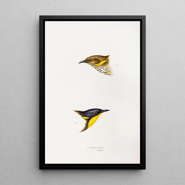 An overview of the birds of Australia and adjacent islands Pl72 - Elizabeth Gould — framed artwork on a wall