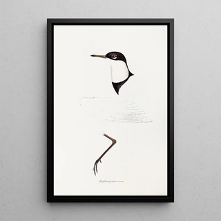 An overview of the birds of Australia and adjacent islands Pl73 - Elizabeth Gould — framed artwork on a wall