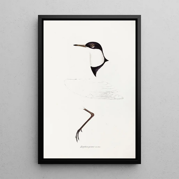 An overview of the birds of Australia and adjacent islands Pl73 - Elizabeth Gould — framed artwork on a wall