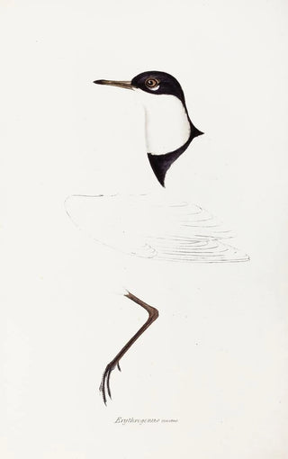 An overview of the birds of Australia and adjacent islands Pl73 - Elizabeth Gould — artwork view