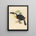 They kiss the toucan - Elizabeth Gould — framed artwork on a wall