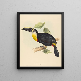 They kiss the toucan - Elizabeth Gould — framed artwork on a wall