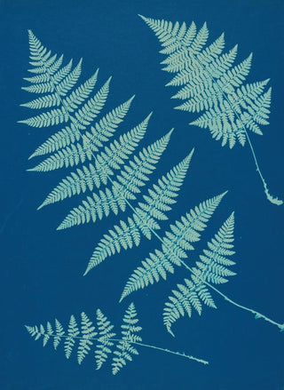 Ella J C Hurd - Ferns of Huntington Long Island Pl02.webp