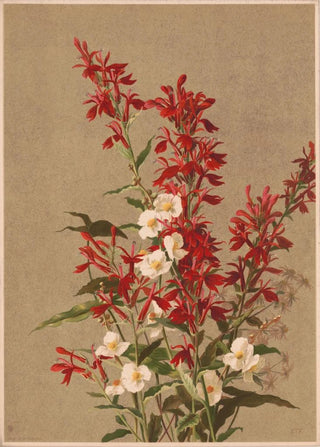 Flower of the cardinal - Ellen Fisher — artwork view
