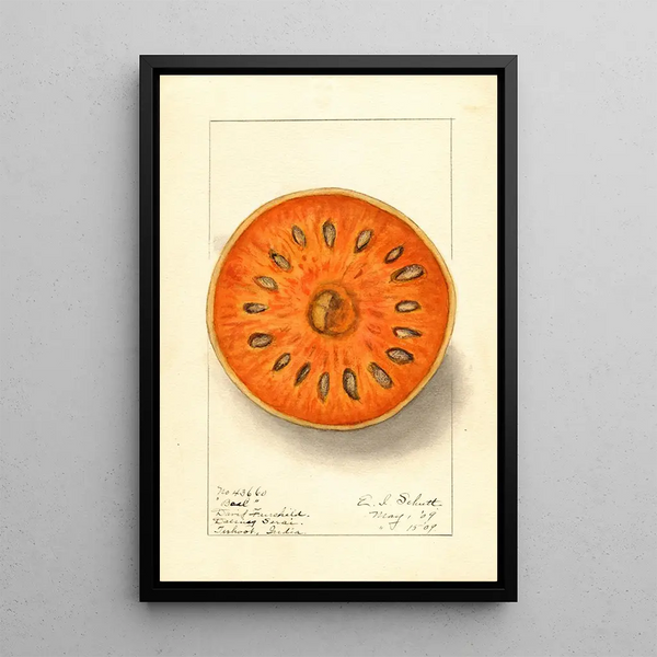 Aegle marmelos - Ellen Isham Schutt — framed artwork on a wall