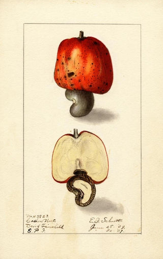 Ellen Isham Schutt - Anacardium occidentale.webp