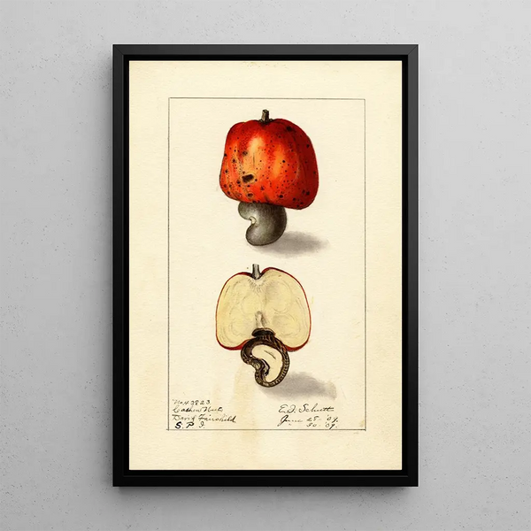Anacardium occidentale - Ellen Isham Schutt — framed artwork on a wall