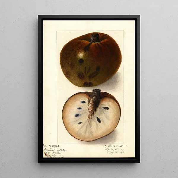 Annona reticulata - Ellen Isham Schutt — framed artwork on a wall