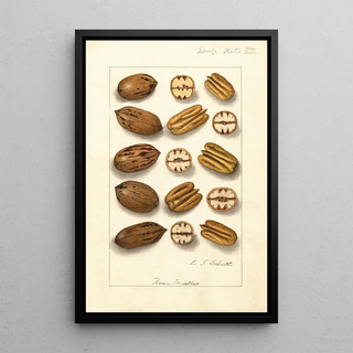 Ellen Isham Schutt - Carya illinoinensis.webp