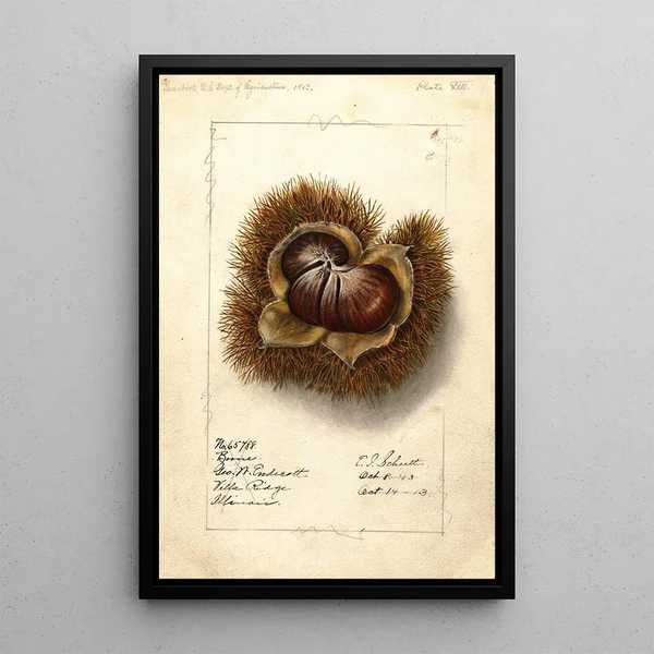 Castanea Boone - Ellen Isham Schutt — framed artwork on a wall