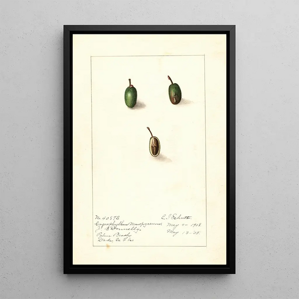 Chrysophyllum cainito - Ellen Isham Schutt — framed artwork on a wall
