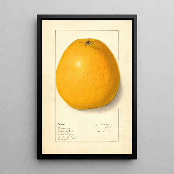 Citrus Fruits Painting - Ellen Isham Schutt — framed artwork on a wall