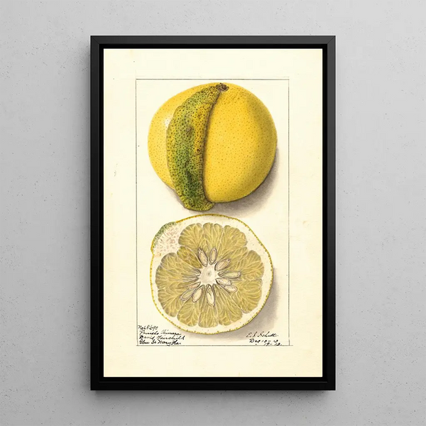 Citrus paradisi Chimera - Ellen Isham Schutt — framed artwork on a wall