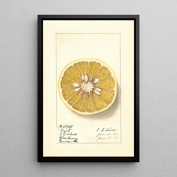 Citrus paradisi Royal - Ellen Isham Schutt — framed artwork on a wall