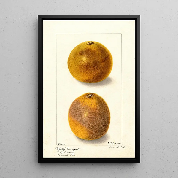 Citrus sinensis painting - Ellen Isham Schutt — framed artwork on a wall