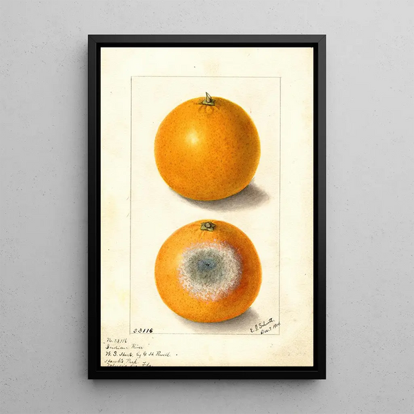 Citrus sinensis Indian River - Ellen Isham Schutt — framed artwork on a wall