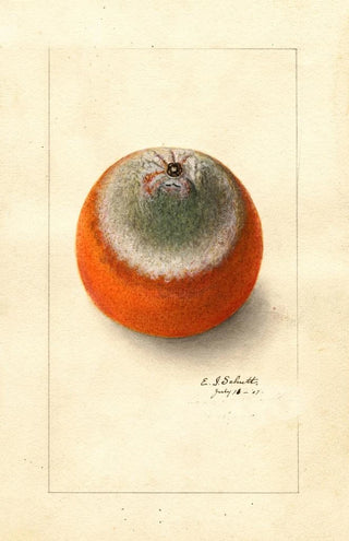 Ellen Isham Schutt - Citrus sinensis Valencia late.webp