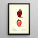 Fragaria Heritage - Ellen Isham Schutt — framed artwork on a wall